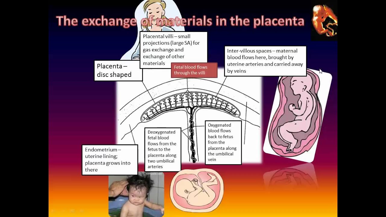 The Structure and Function of the Placenta (IB Biology)
