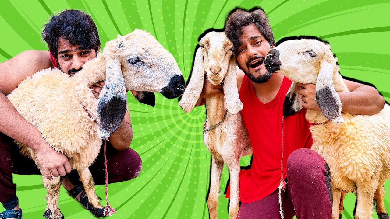 Dumbe or Bakrio ne Pagal Kardia | Bakra Eid Speical | Qurbani 2022