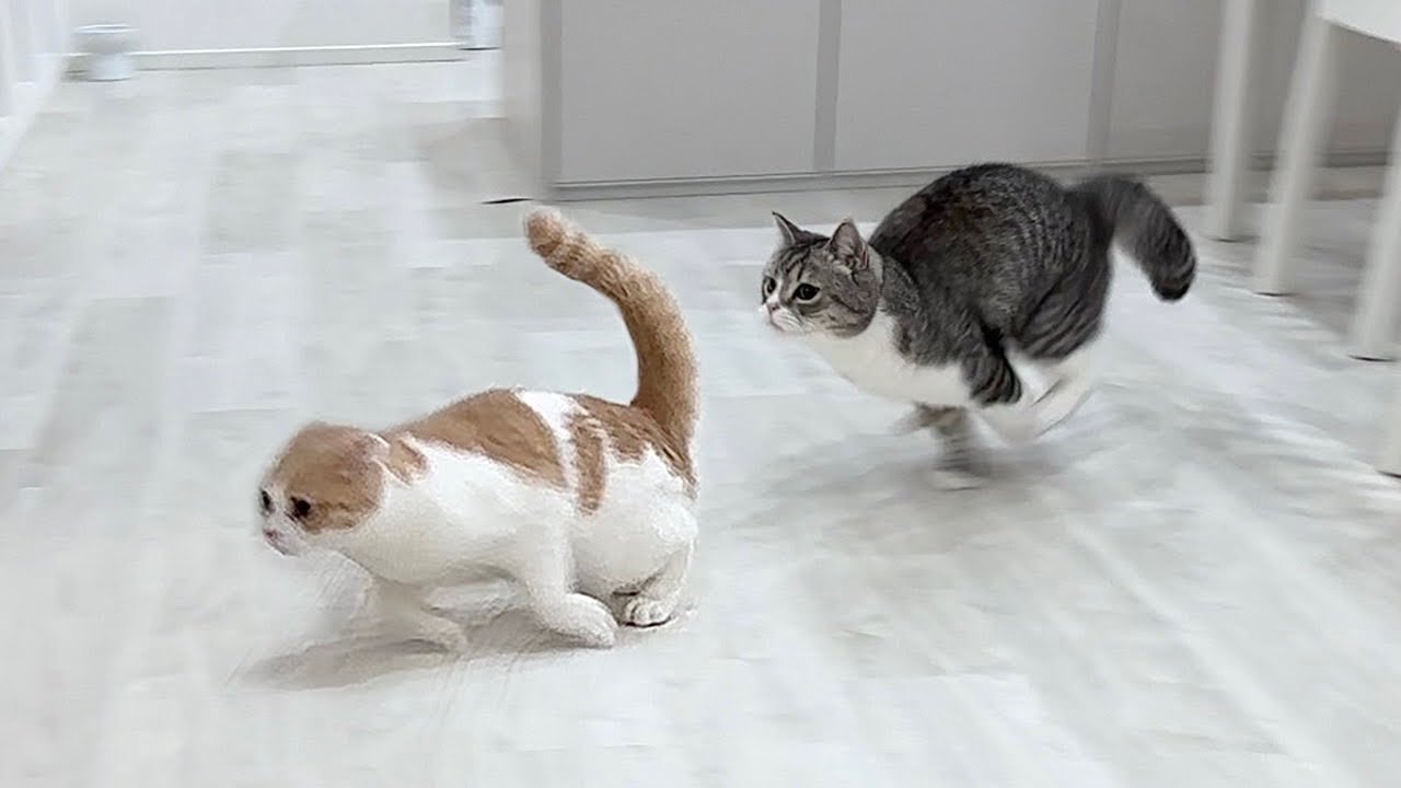 兄と鬼ごっこしてたら捕まりそうになった弟猫の全力疾走が可愛すぎましたwww
