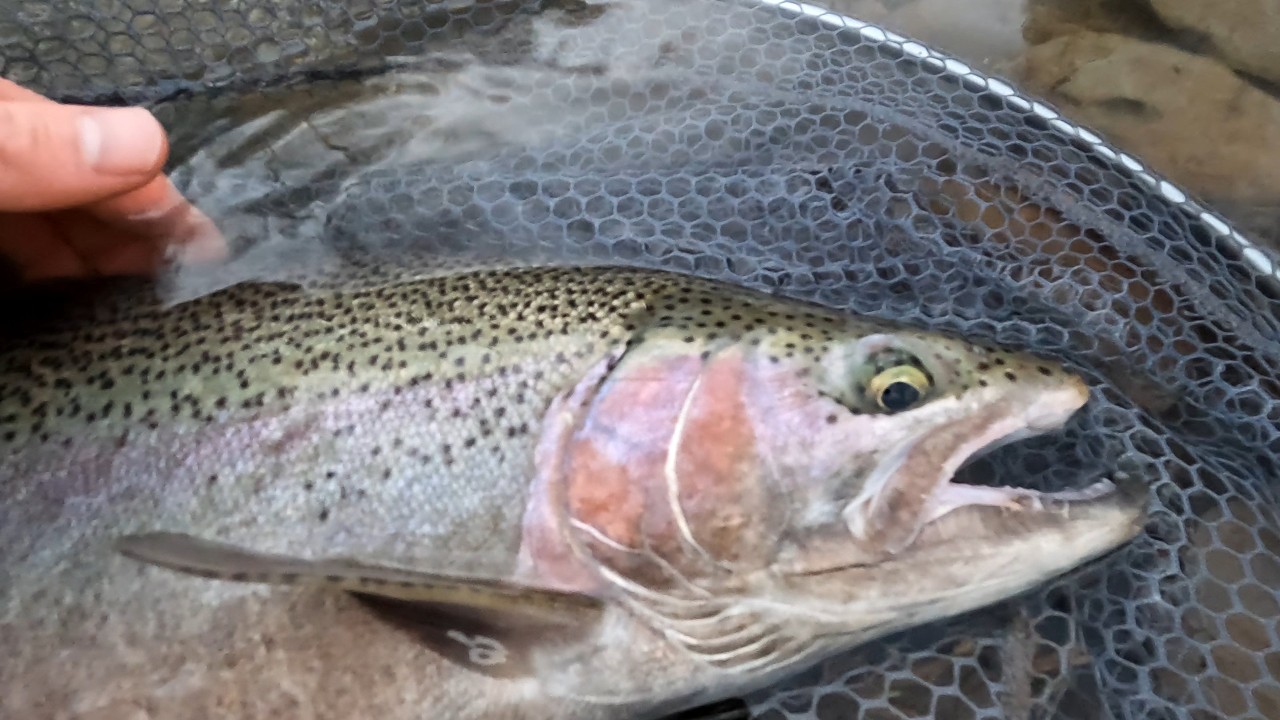 Fly Fishing for Great Lakes Steelhead Spring 2026