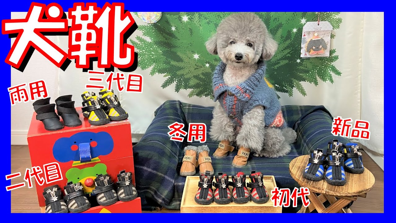 【犬靴】愛犬トルテの靴の選び方と冬おすすめのブーツ紹介🐶最後おまけあり🐶💕(トイプードルのTorte channel)