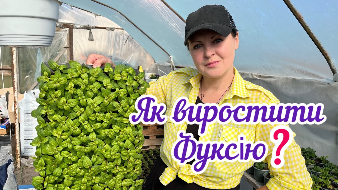 Фуксія. Особливості вирощування квітки