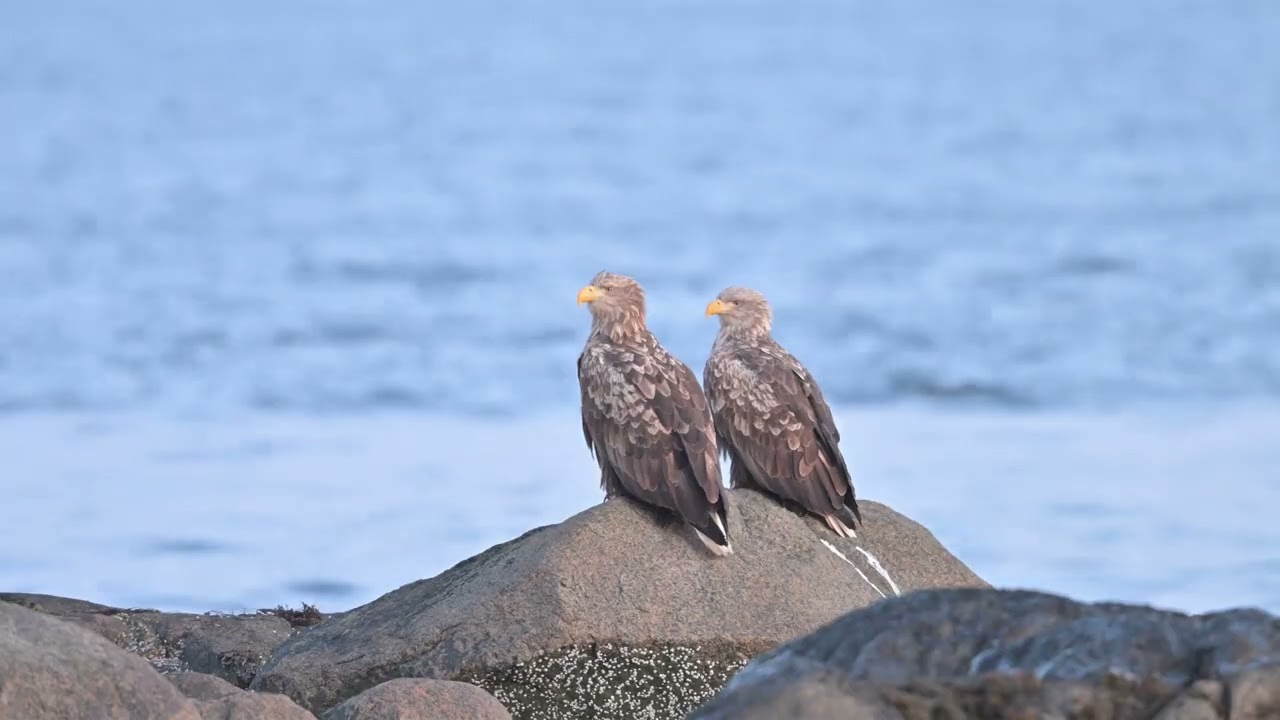 Januardag 2026