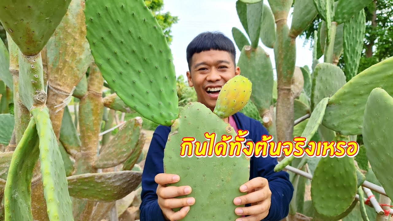 กระบองเพชร กินได้ทั้งต้นทั้งผลจริงเหรอ | เอิร์ธสดชื่น