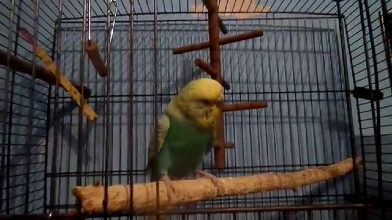 Wie ich mein Wellensittich Twitty zahm bekommen habe