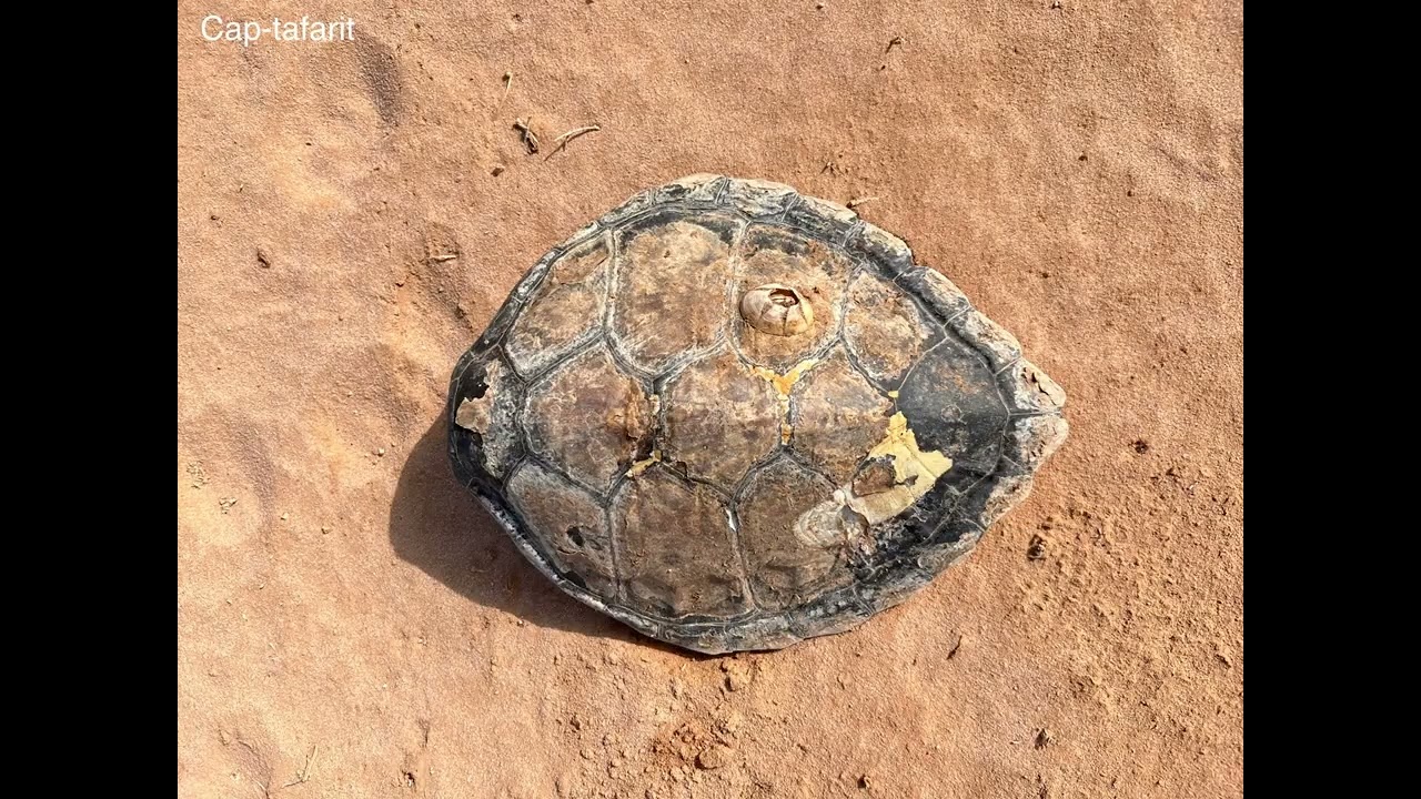 Cap tafarit (banc d’arguin) Mauritania