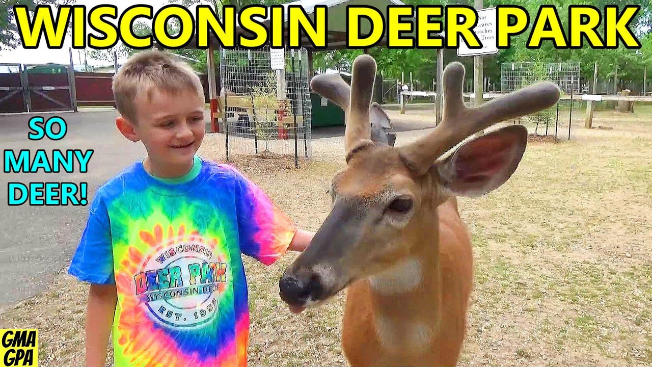 We Were Surrounded By Deer! We Got To Feed & Pet Them At The Wisconsin Deer Park In Wisconsin Dells!