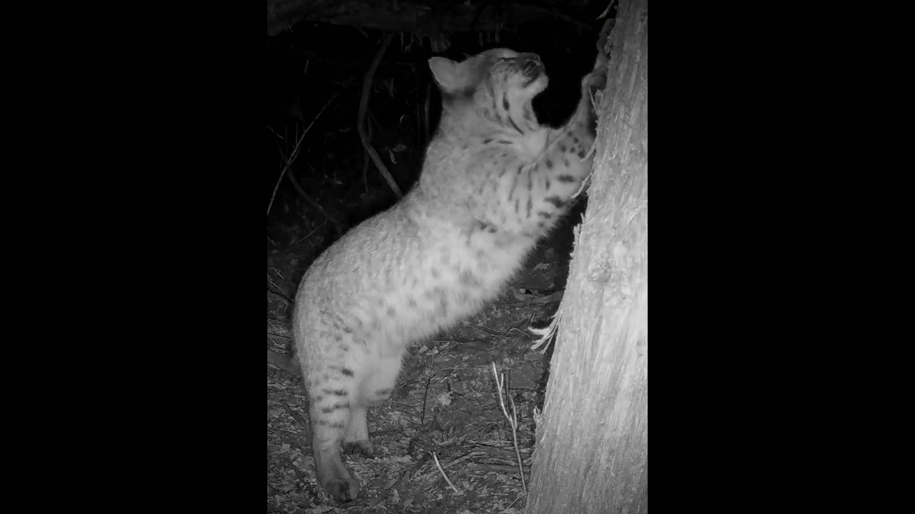 Bobcat rubs sprays claw marks tree a deer carcass kill site western Nebraska Jan 2026 9pm