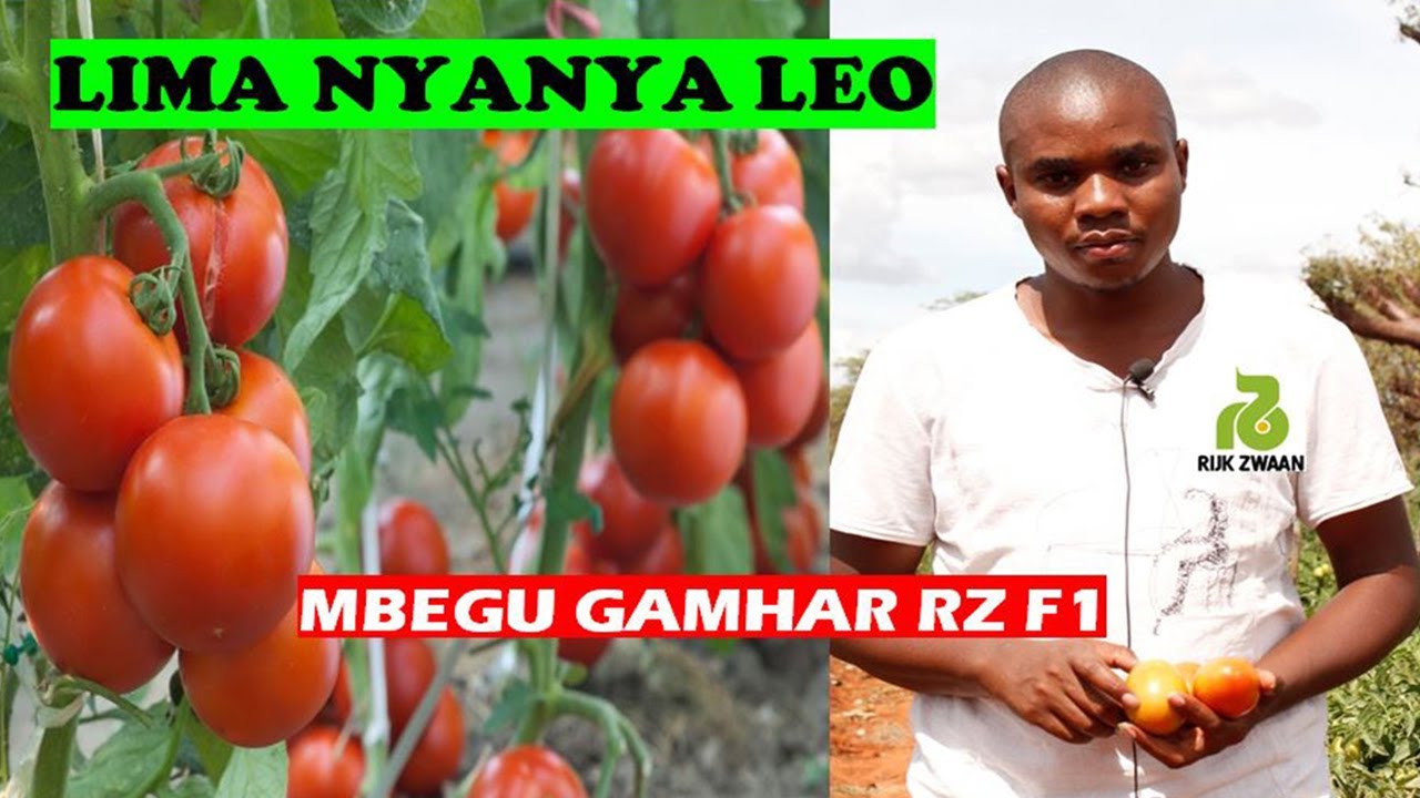 KILIMO BORA CHA NYANYA :Tumia mbegu YA GAMMA F1 kutoka Rijk Zwaan Tanzania