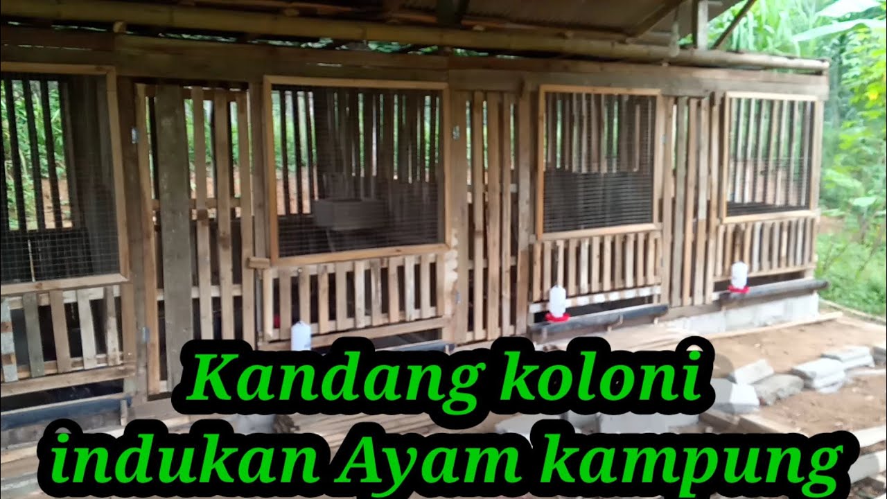 Kandang Koloni indukan Ayam kampung||broodstock colony cages #elgumilangfarm#bulusrowo#ayamkampung