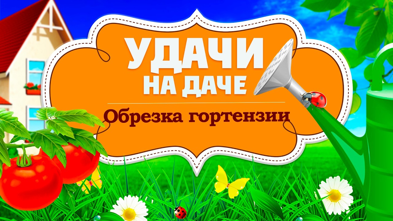 Удачи на даче. Как обрезать гортензию. Посадка помидоров (12.02.2026)