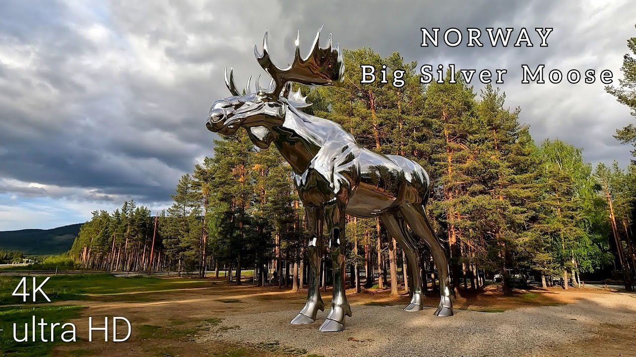 Big Silver Moose. Norway.