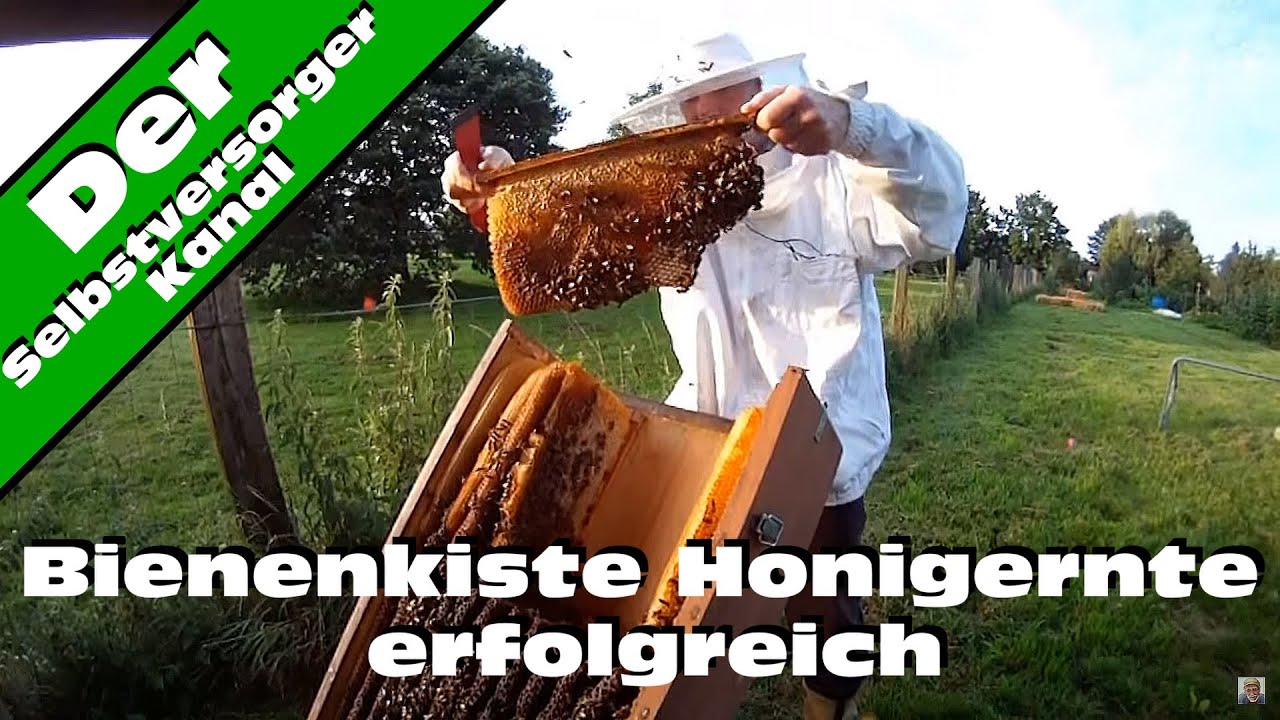 Bienenkiste Honigernte erfolgreich