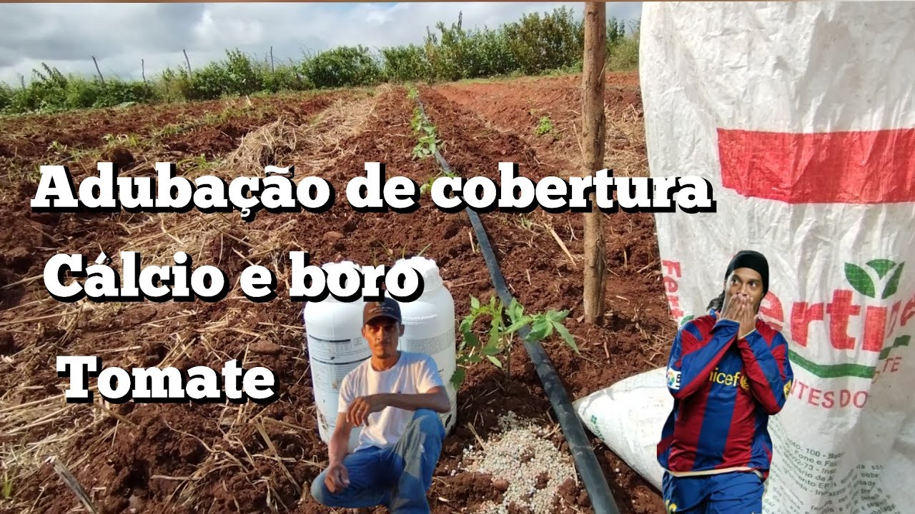 como fazer adubação de cobertura no tomate