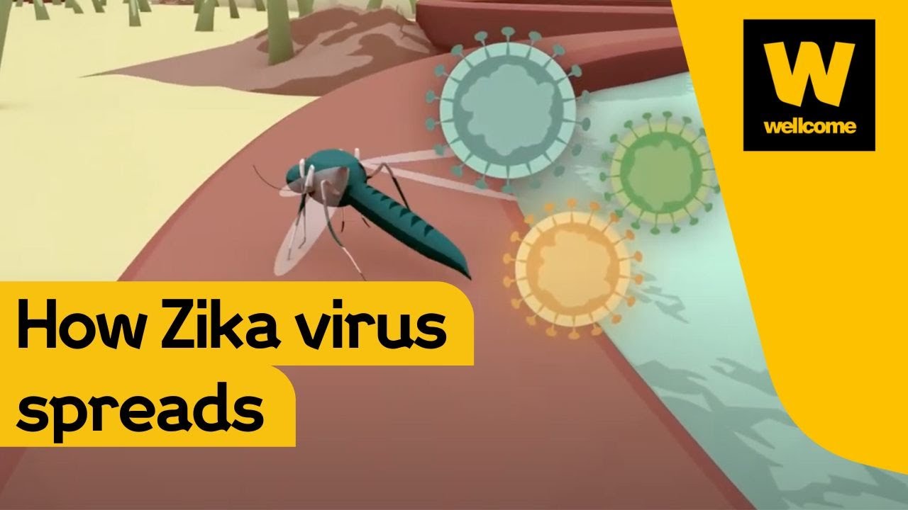 Zika: Why now and what next? | Wellcome