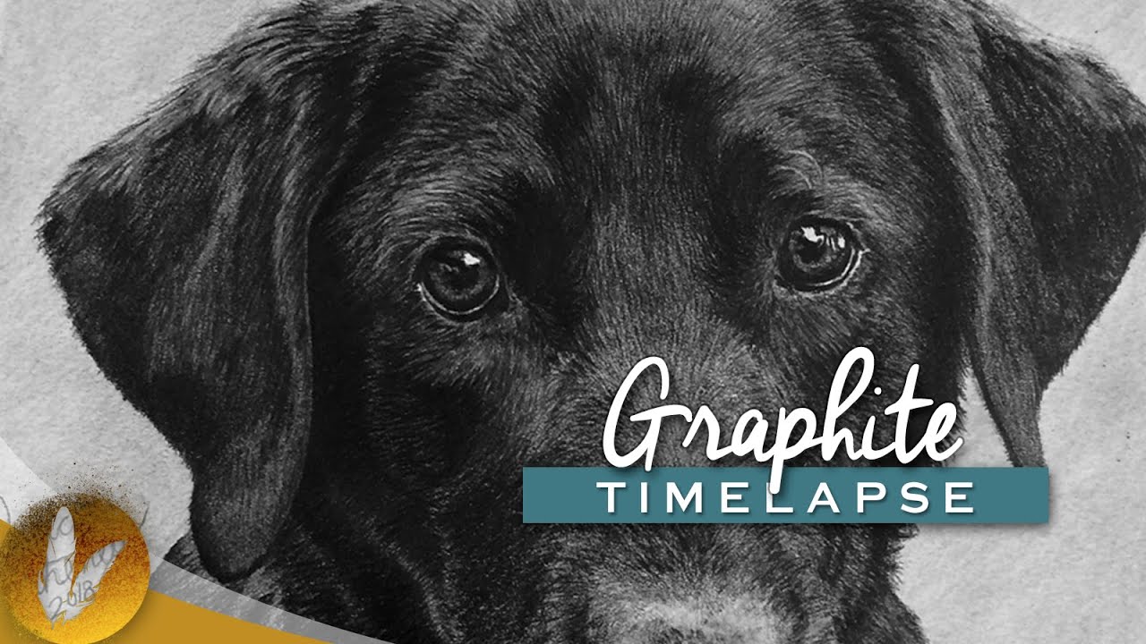 Realistic Labrador Graphite Drawing | Timelapse