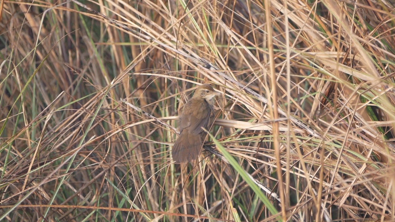 Locustella sp