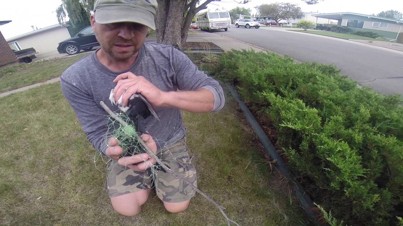 Magpie Rescue