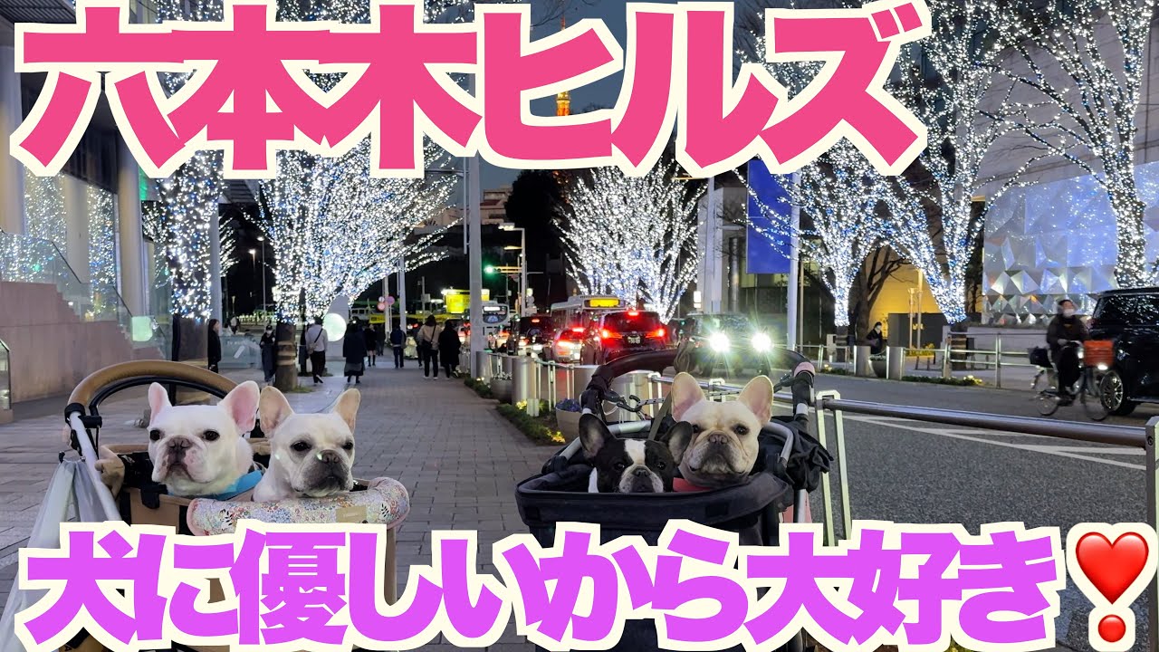 六本木ヒルズで愛犬とランチ 【 フレンチブルドッグ french_bulldog 】 タレント犬のカマンベールちゃん