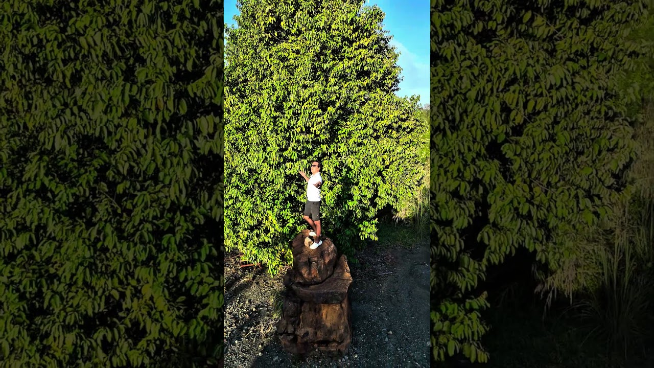 Drone Dji Mini 4 Pro Shot Real Mode Vertikal 1080P 60FPS Sore Hari di Desa Kiram Kalimantan Selatan