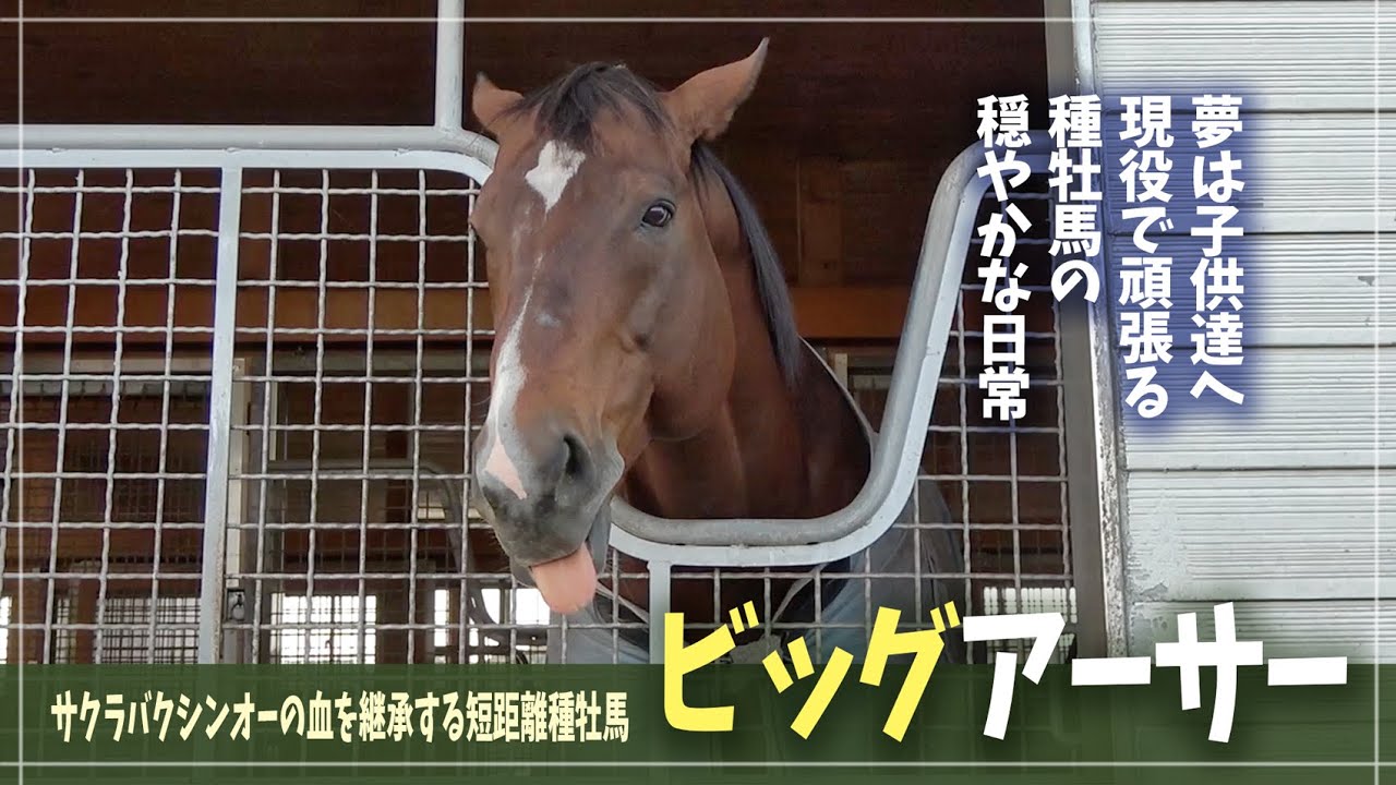 【ビッグアーサー】サクラバクシンオーの後継として、短距離界に新星を送り続ける種牡馬