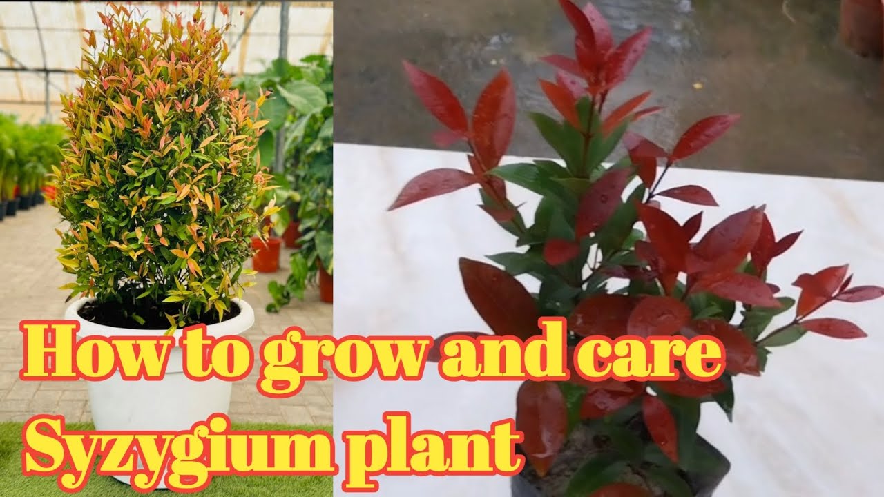 How to grow and care Syzygium plant easily // Ornamental plants // Hadge plant