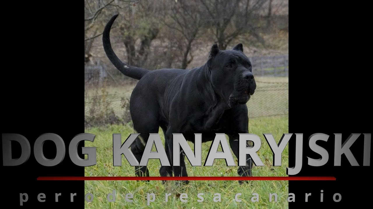 Perro de presa canario(Dog Kanaryjski)- Historia i opis psa Hiszpanii