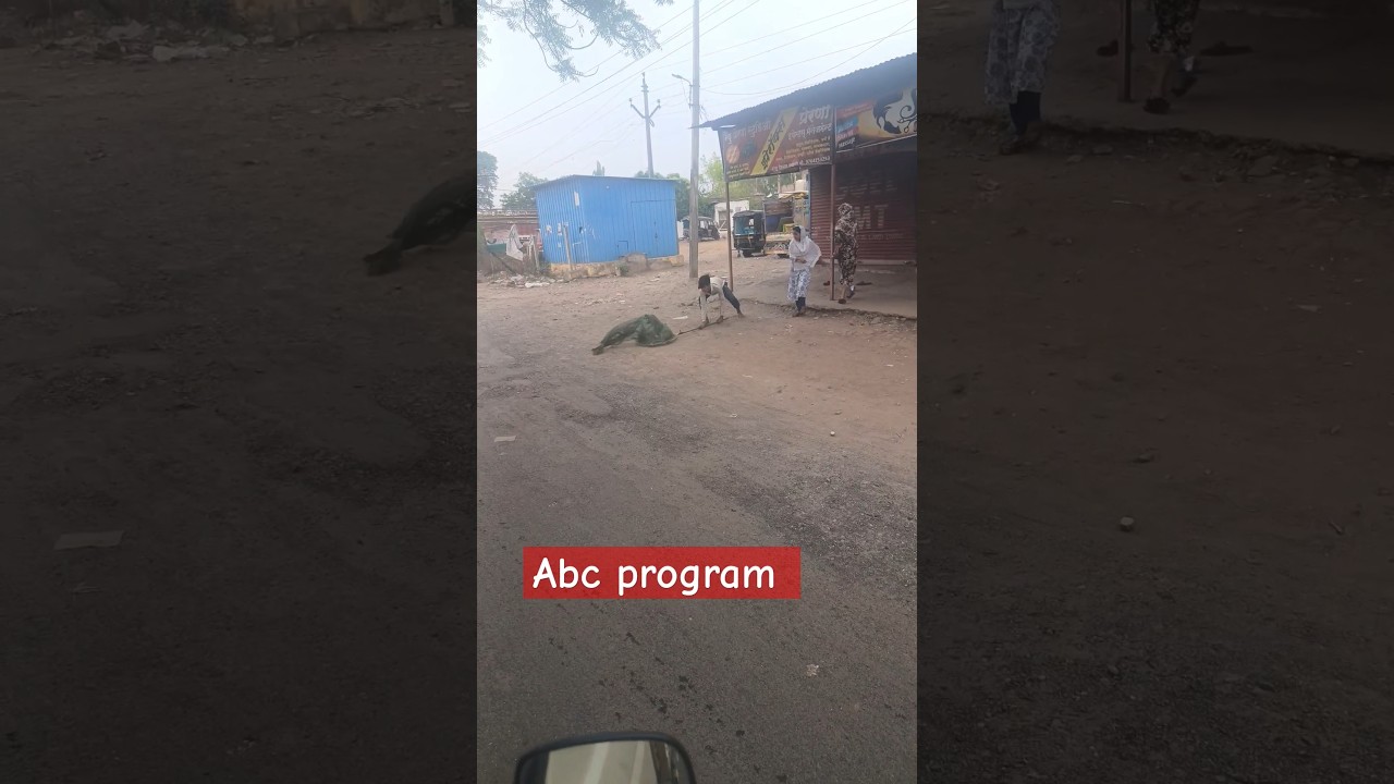 Abc program #dog #animal #rescue #animalrescue #streetdog #viralshort #rescuedog #adoptdontshop