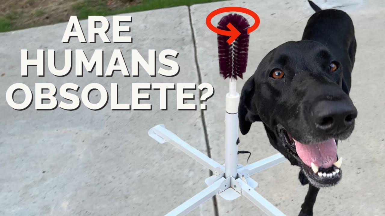Automatic Dog Brush Build
