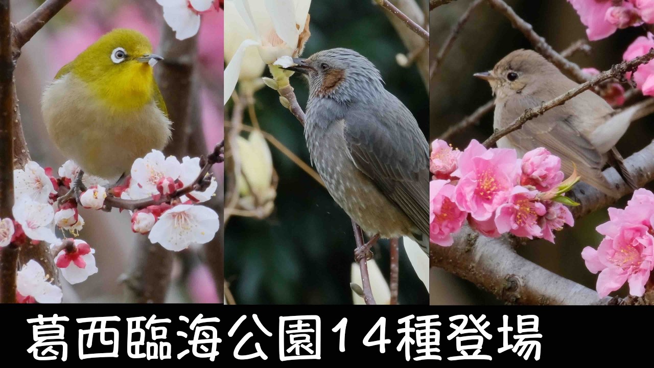 3月13日 樹木花の野鳥が面白い葛西臨海公園