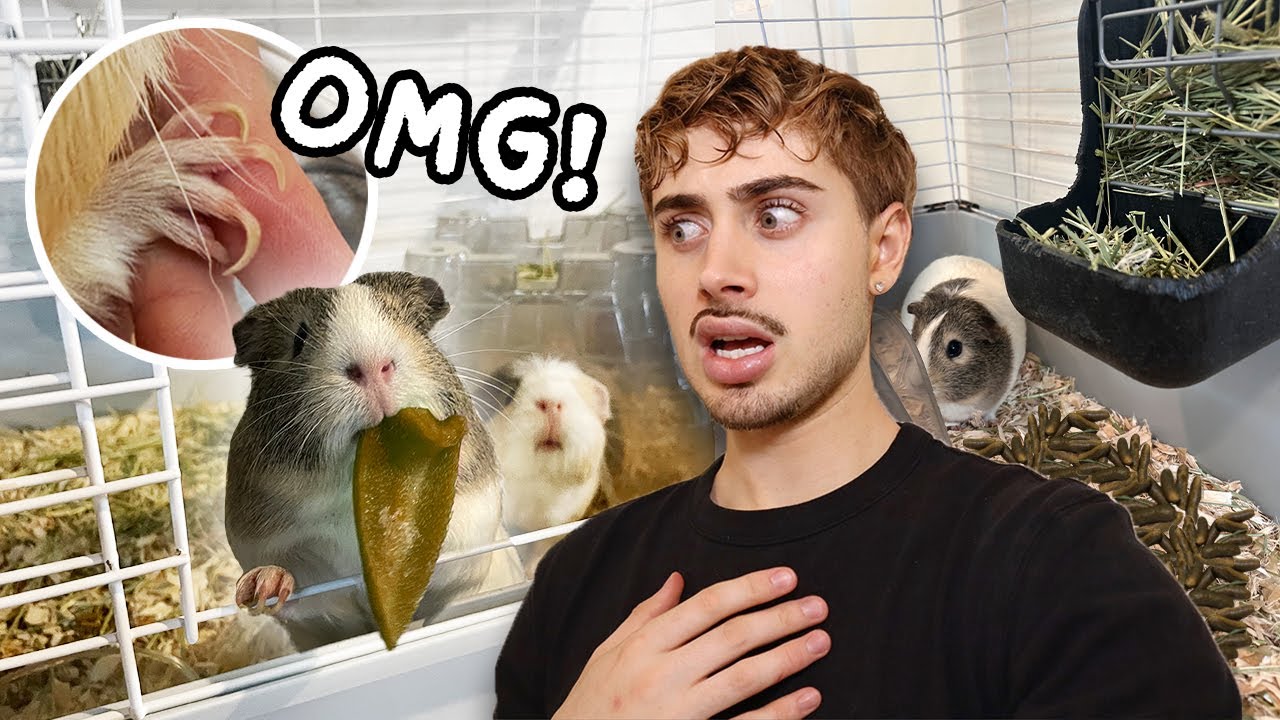 Trapped in a Small Cage ‼ Guinea Pig Rescue