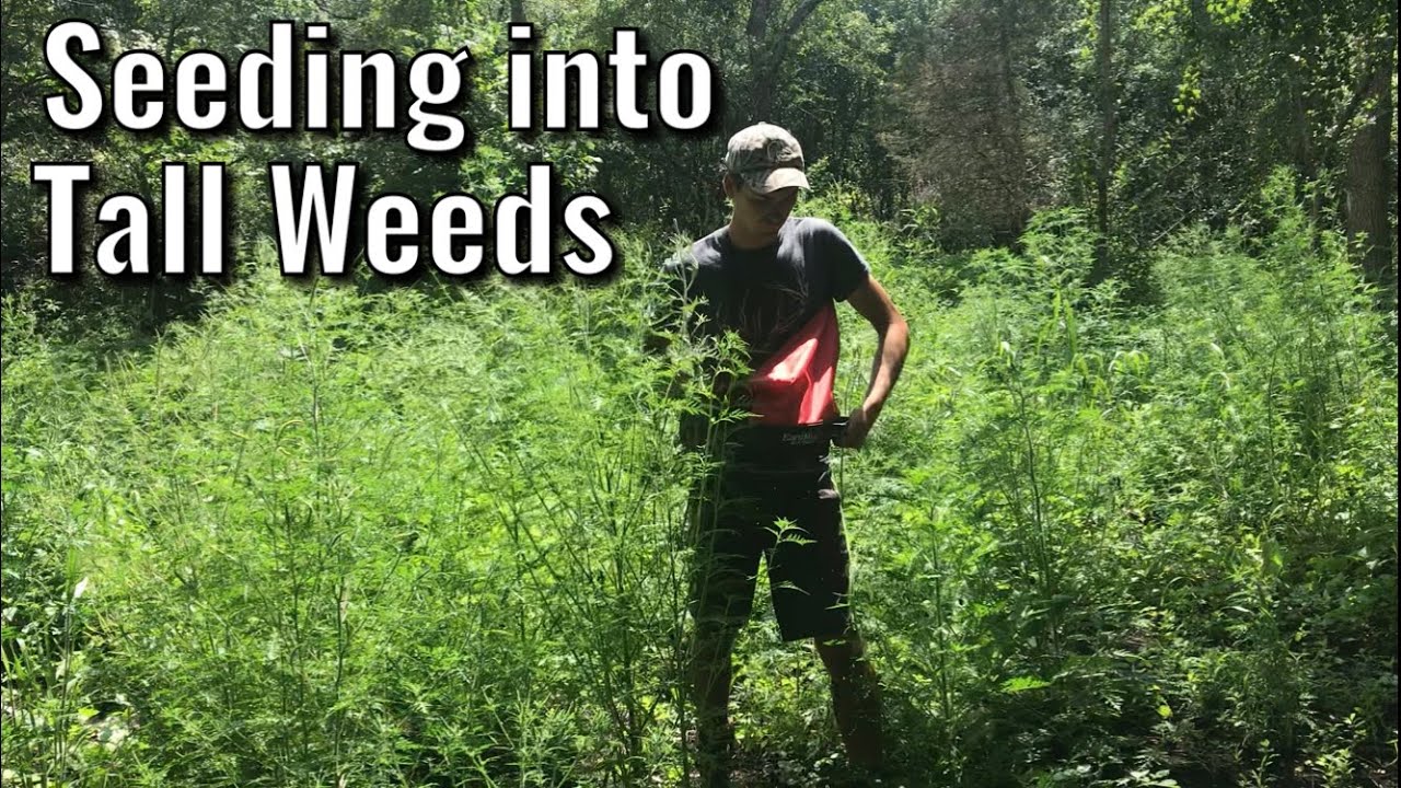Easy No-Till Brassica Food Plots