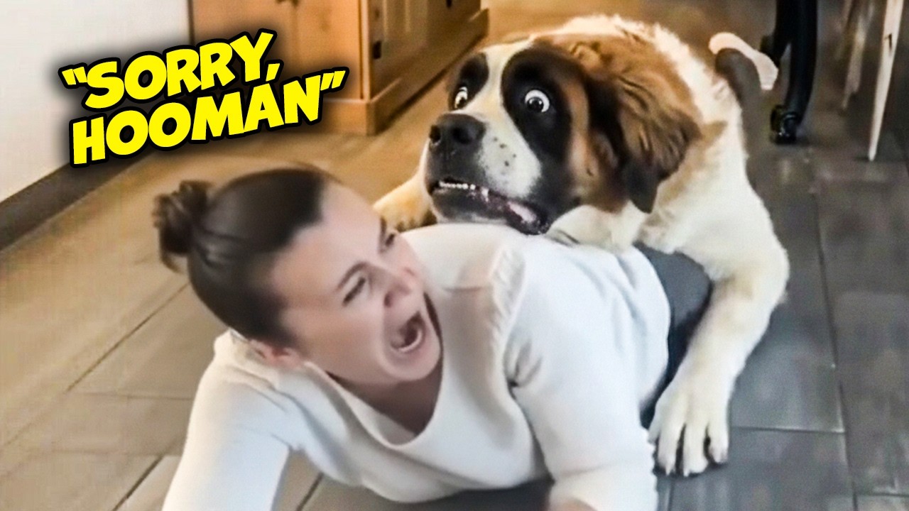 Big Dogs vs Gravity (And Everything Else)