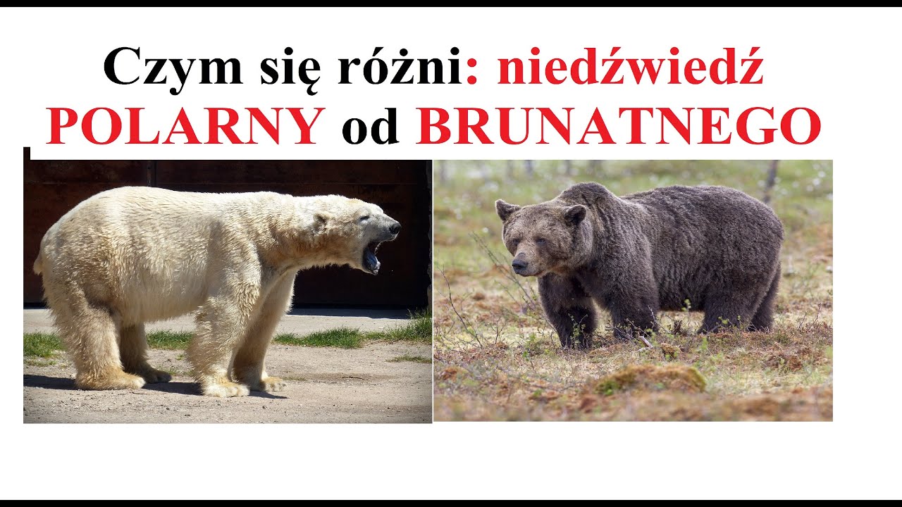 Czym się różni: niedźwiedź POLARNY od BRUNATNEGO