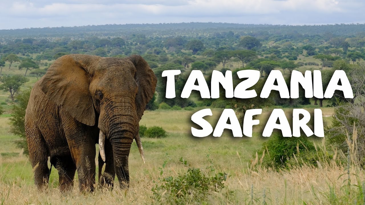 Tanzania Safari
