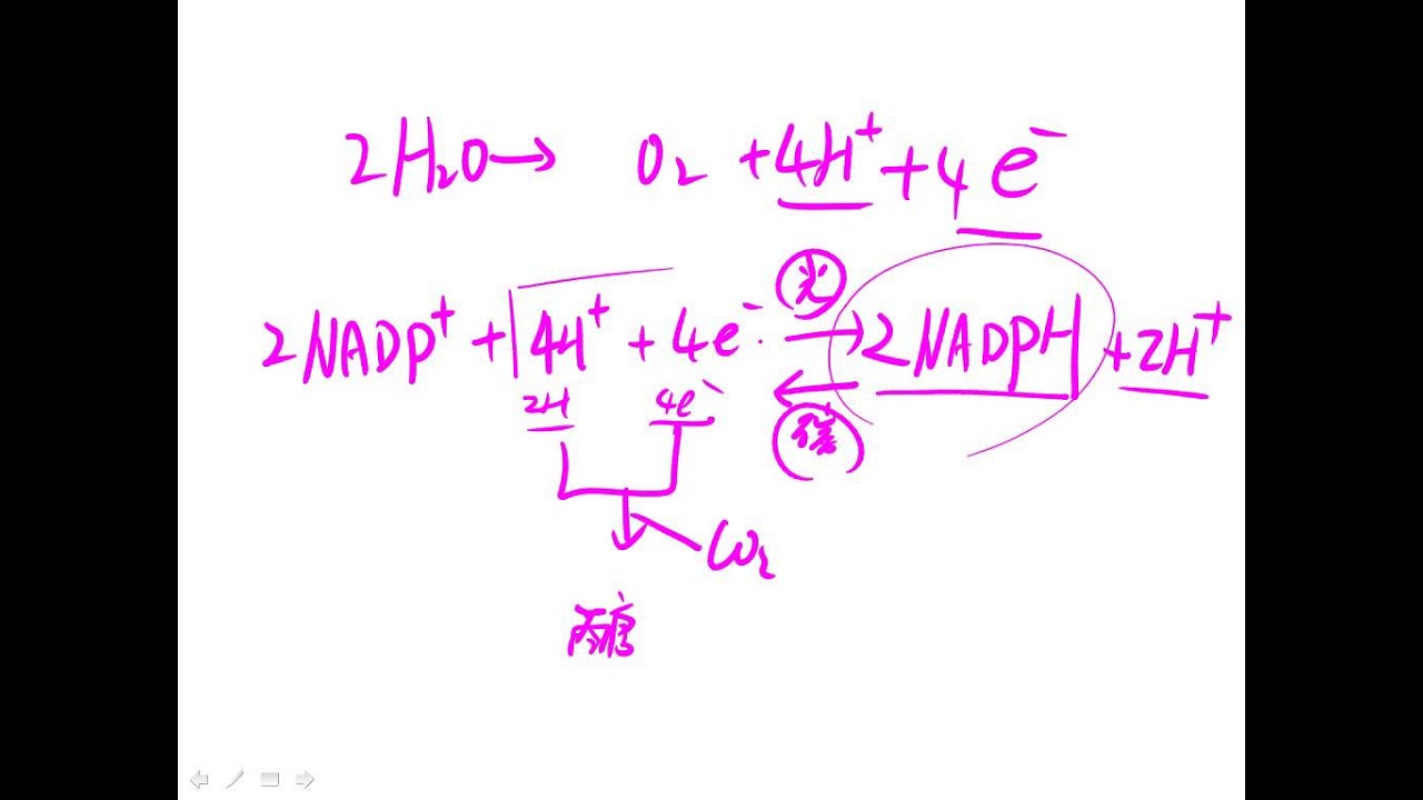 基礎生物1 4 10補充說明NADPH的角色一和