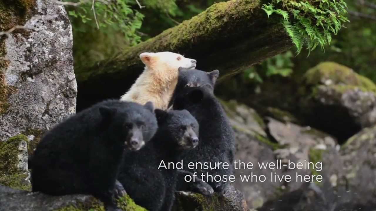 The Great Bear Forest Carbon Project