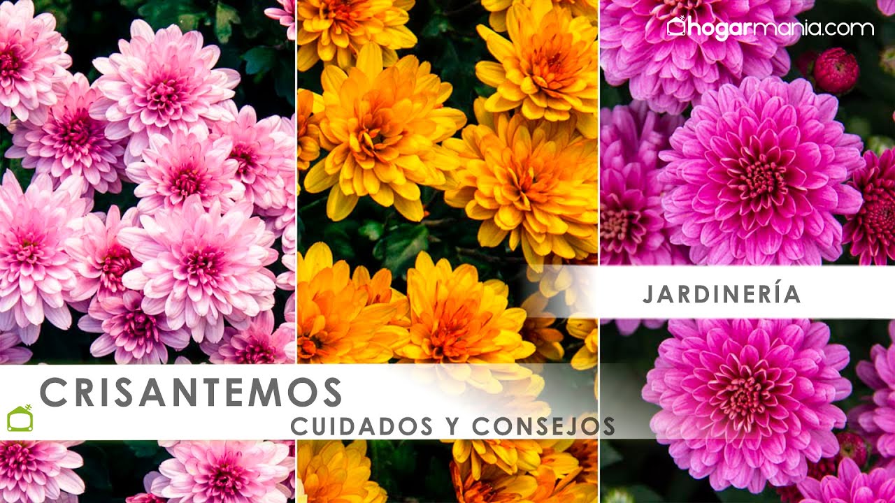 Los CRISANTEMOS 🌺💮🏵️ Todas las claves de sus CUIDADOS 👩‍🌾👨‍🌾Hogarmania