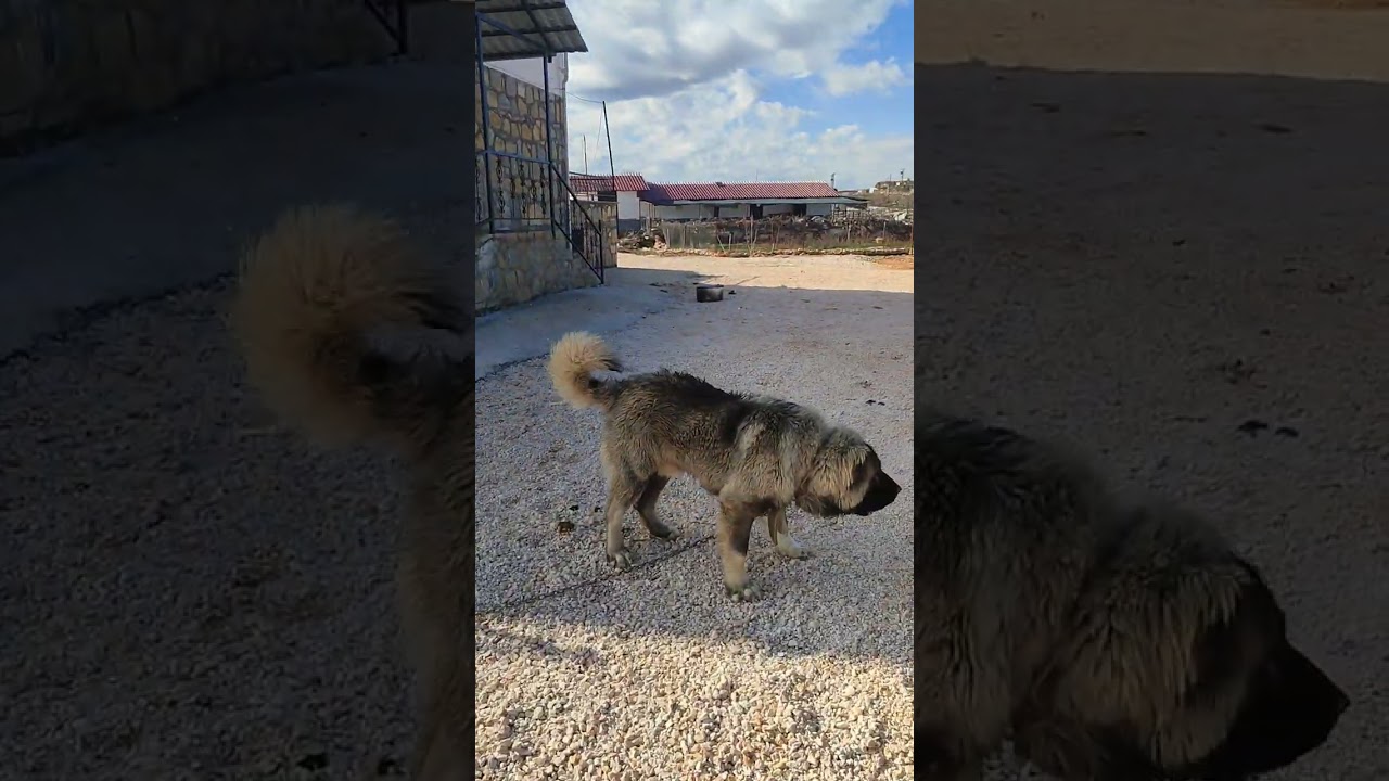 muhteşem bir köpek bağlama stili