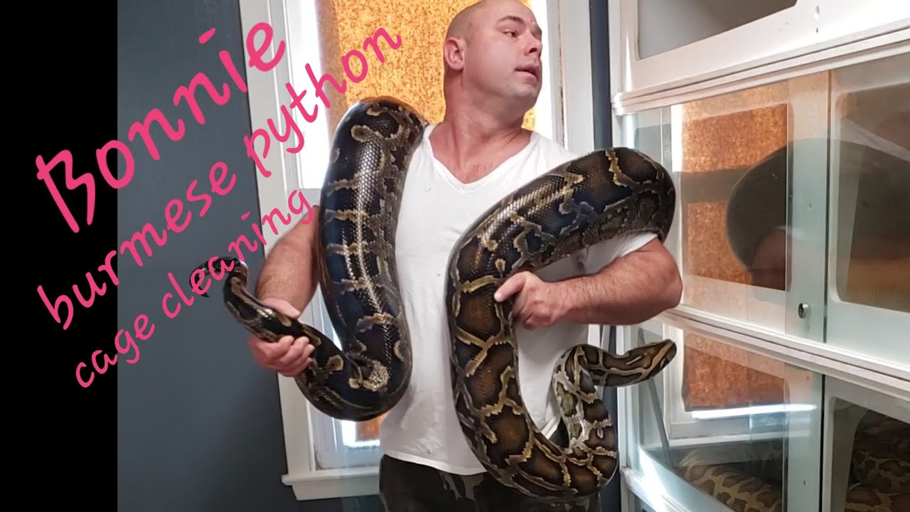 Burmese Python cage cleaning