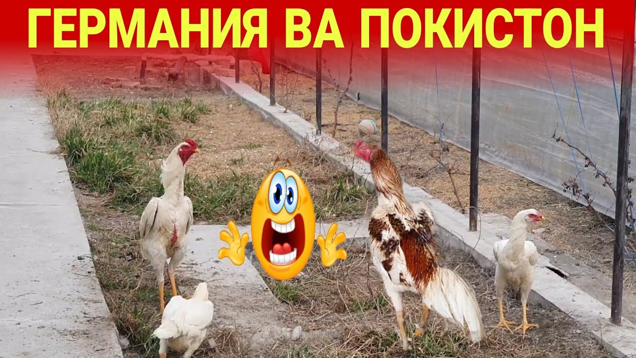 ПАРВОЗЛАР УЧУН ЯНГИЛИК/ГЕРМАНИЯ ЗОТ ВА ПОКИСТОН ЗОТ ТОМОША...