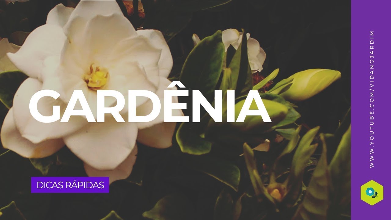 Gardênia