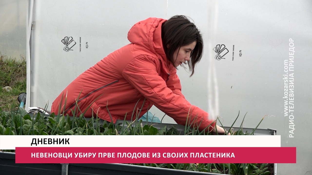 NEVENOVCI UBIRU PRVE PLODOVE IZ SVOJIH PLASTENIKA