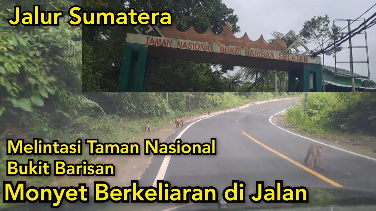 Melintasi Jalur TAMAN NASIONAL BUKIT BARISAN SELATAN, Lampung | Jalan Lintas Barat Sumatera