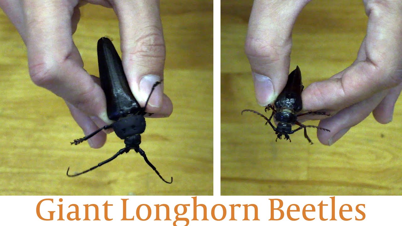 Handling Giant Long Horn Beetles