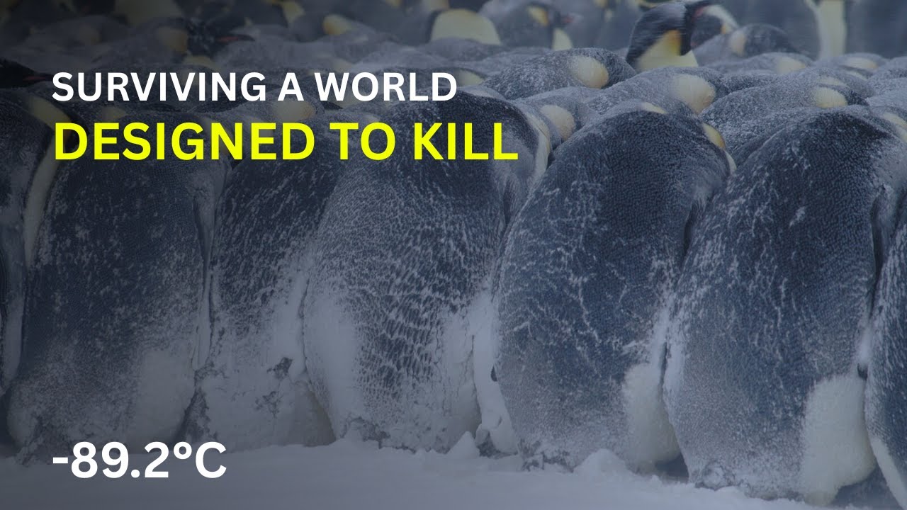 The Dark Reality Behind Penguins