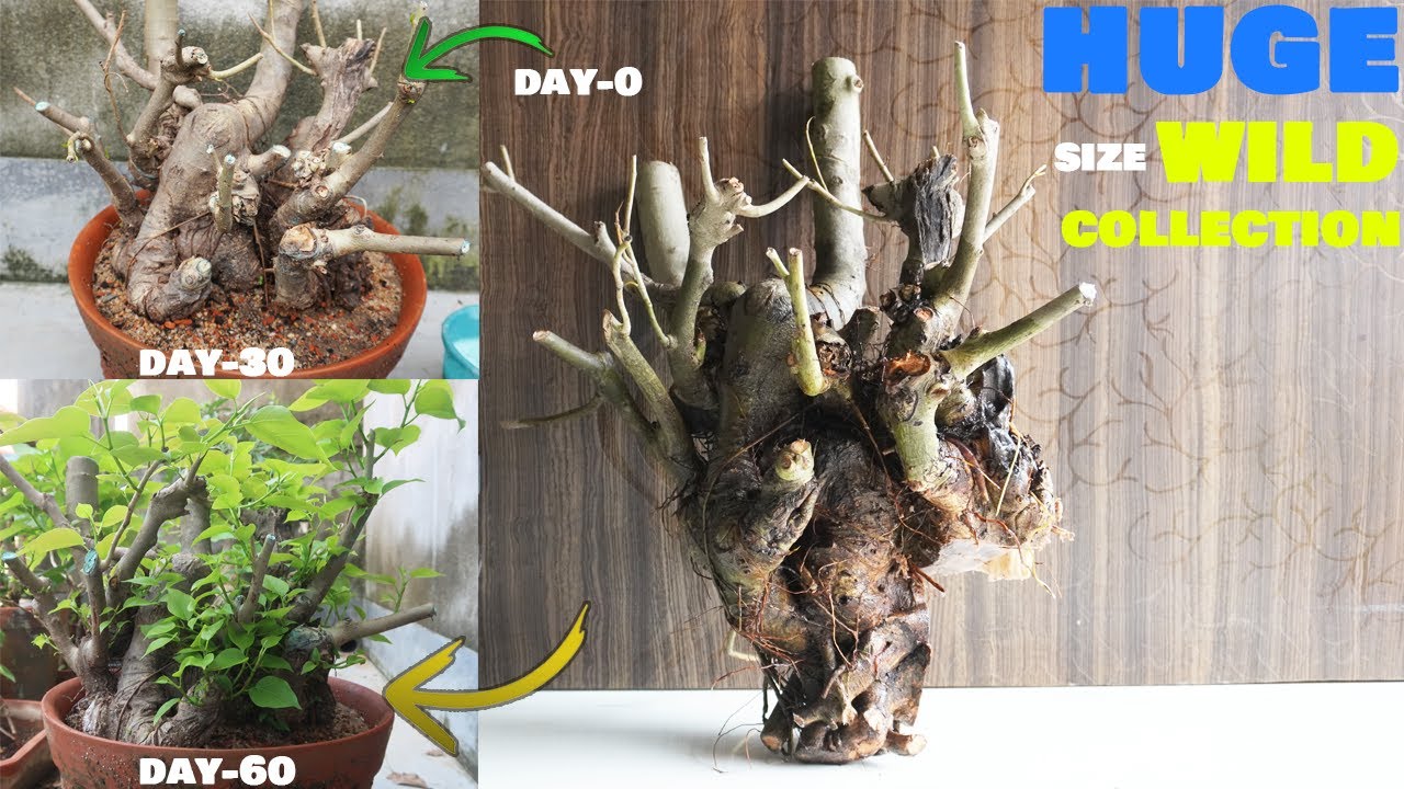 Creating a Rumphii Bonsai from Yamadori Material | Creating Bonsai from Wild Material