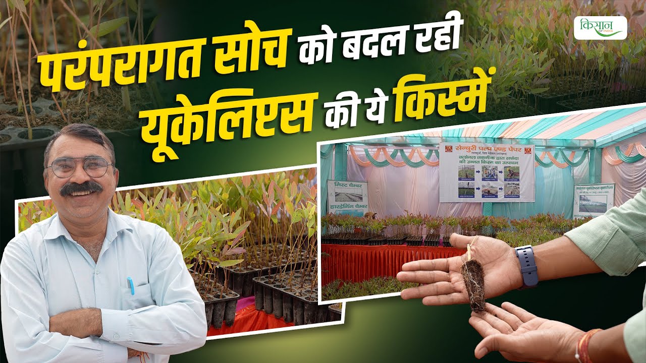 How To Do Eucalyptus Farming और सफेदा की कौन सी हैं Clone Varieties? Safeda Ki Kheti | Tree