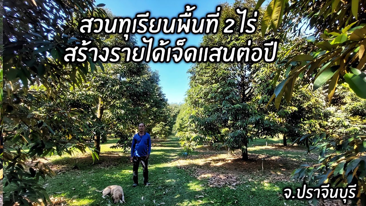 สวนทุเรียนพื้นที่ 2 ไร่ สร้างรายได้เจ็ดแสนต่อปี !! จ.ปราจีนบุรี