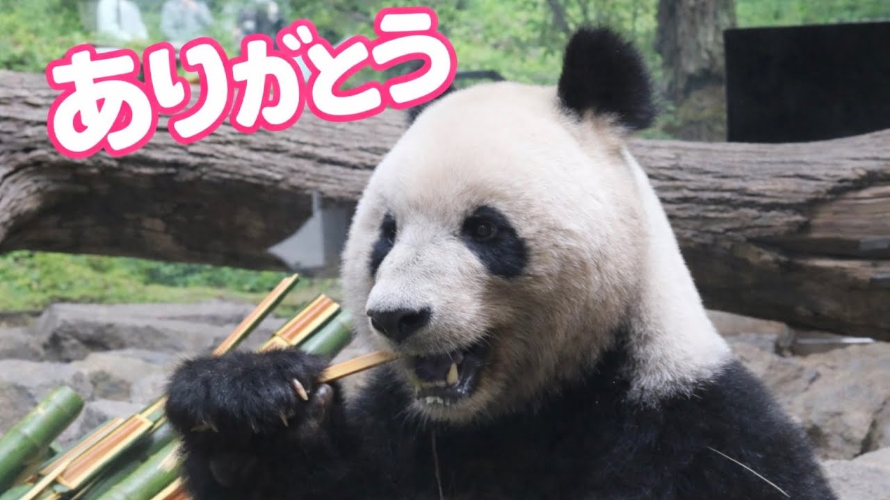 双子パンダのシャオシャオ＆レイレイありがとう🐼🐼【上野動物園】成都ジャイアントパンダ繁殖研究基地の様子も📷